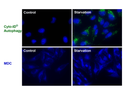 试剂盒无需使用350 nm紫外激光进行活细胞分析