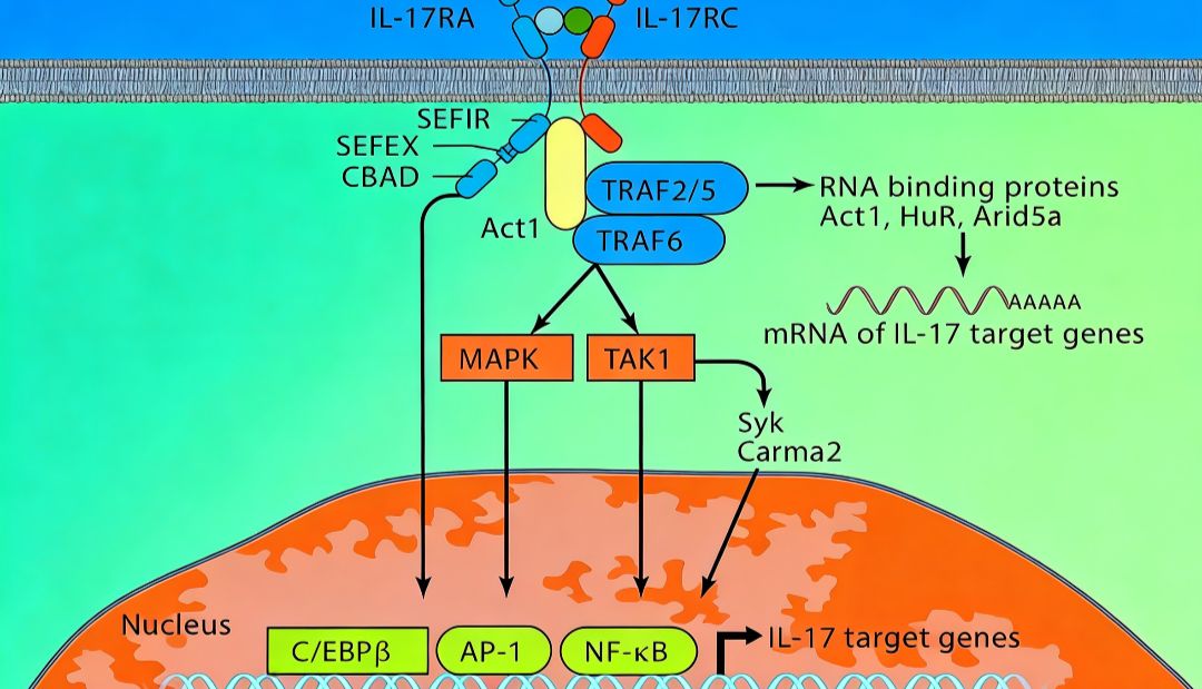 小鼠IL-17A单克隆抗体如何揭示IL-17信号通路的复杂功能？