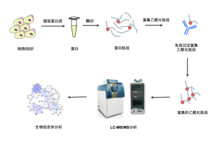 蛋白质翻译后修饰的作用主要是改变蛋白质的活性、定位或功能。通过蛋白质翻译后修饰也进一步增加了细胞通路机制和生命活动的多样性和复杂性。常见的蛋白质翻译后修饰包括磷酸化,乙酰化,糖基化,泛素化等。在这期我们就先来说说乙酰化。 蛋白质翻译后修饰的作用主要是改变蛋白质的活性、定位或功能。通过蛋白质翻译后修饰也进一步增加了细胞通路机制和生命活动的多样性和复杂性。常见的蛋白质翻译后修饰包括磷酸化,乙酰化,糖基化,泛素化等。在这期我们就先来说说乙酰化。