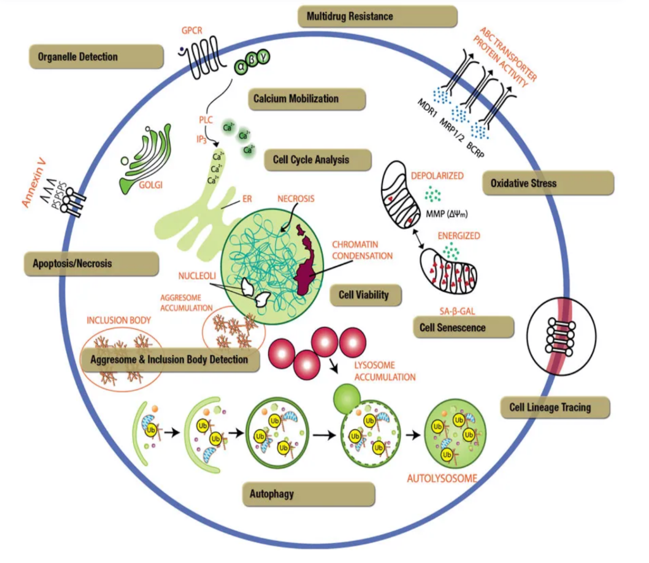 ENZO CELLESTIAL®系列产品限时促销