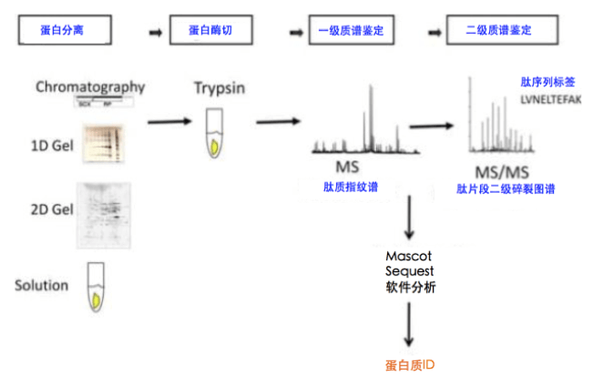 蛋白质一级质谱鉴定主要便是通过测定蛋白质酶切产生的肽段质量图谱,即肽质指纹谱,再将测定的肽质量与数据库中理论肽质量相配比进行推断。 蛋白质一级质谱鉴定主要便是通过测定蛋白质酶切产生的肽段质量图谱,即肽质指纹谱,再将测定的肽质量与数据库中理论肽质量相配比进行推断。