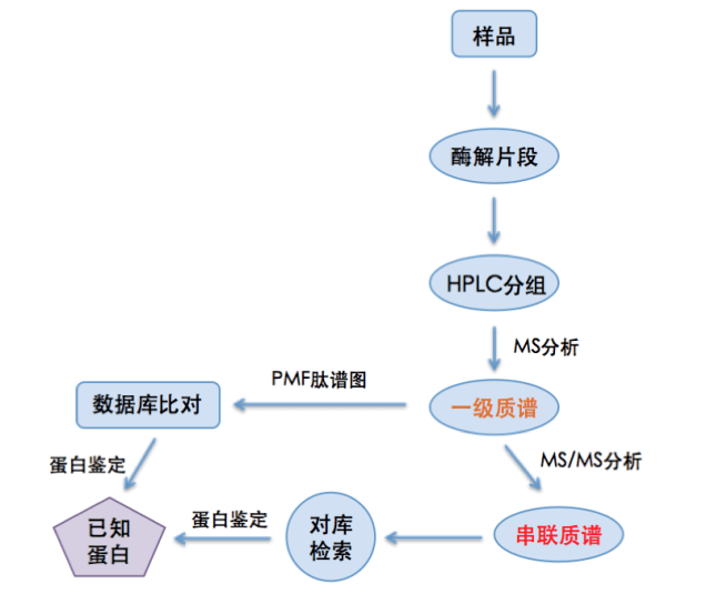蛋白质一级质谱鉴定主要便是通过测定蛋白质酶切产生的肽段质量图谱,即肽质指纹谱,再将测定的肽质量与数据库中理论肽质量相配比进行推断。 蛋白质一级质谱鉴定主要便是通过测定蛋白质酶切产生的肽段质量图谱,即肽质指纹谱,再将测定的肽质量与数据库中理论肽质量相配比进行推断。
