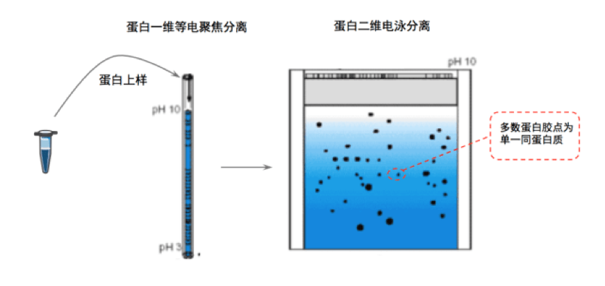 单一/混合蛋白质分离纯化方法与质谱鉴定详解