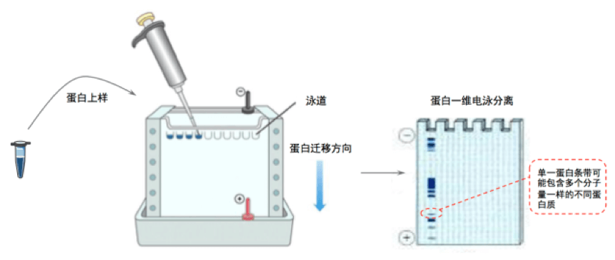 单一/混合蛋白质分离纯化方法与质谱鉴定详解