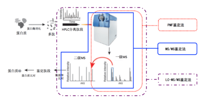 单一/混合蛋白质分离纯化方法与质谱鉴定详解