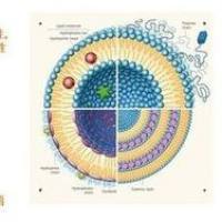 抗 EphA10 抗体修饰聚乙二醇化脂质体纳米粒(LNP):靶向递送 siRNA 用于耐药性乳腺癌的基因治疗