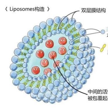 从靶向识别到高效沉默:EGFR-Fab′ 修饰 PEG 化阳离子脂质体助力肝癌 siRNA 治疗
