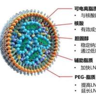 甘草次酸修饰的汉黄芩素脂质体通过改善生物分布与肿瘤靶向蓄积实现协同抗肿瘤增效