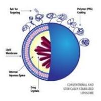 CD24 单克隆抗体(anti-CD24 mAb)修饰顺铂脂质体用于晚期卵巢癌的靶向药物递送与治疗