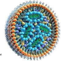 双功能智能脂质体平台：聚乙二醇化蛋白酶可裂解 PD-L1 抗体载体实现结肠癌免疫–化疗协同治疗