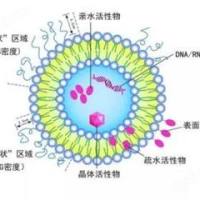 通过 ECM 重塑与免疫检查点阻断协同增强三阴性乳腺癌治疗的 PD-L1 单抗修饰尼洛替尼脂质体