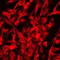 原代细胞永生化、细胞永生化技术服务、细胞永生化、原代细胞永生化技术服务、细胞永生化建系、原代细胞永生化建系、细胞建系服务、细胞永生化服务、细胞系构建