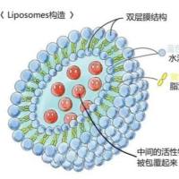 RGD肽修饰的脂质体（Lipsome）包载槲皮素（Quercetin） 有效抑制肺癌细胞的生长
