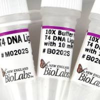 NEB	M0202	T4 DNA 连接酶