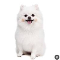 犬弓形虫抗体检测试剂盒(胶体金法)