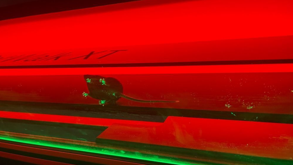 常见问题解答：CatWalk XT介绍与使用技巧