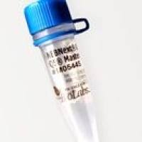 NEB	M0544	NEBNext Ultra II Q5 预混液