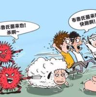 布 鲁氏菌IgG/IgM抗体检测试剂盒(ELISA)