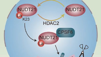 ESCC 铜死亡耐药突破！助力 Cell Discovery 顶刊研究，解锁靶向治疗新机制