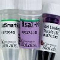 NEB	R3733	限制性内切酶BsaI-HFv2