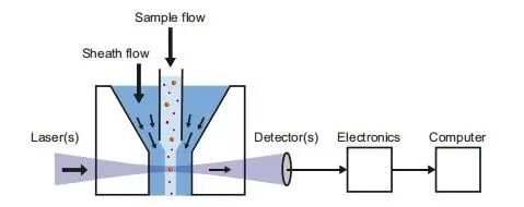 流式细胞术的基本原理、实验流程及结果分析 | 流式专栏（一）