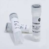 （试用）AAV.eM-MHCK7