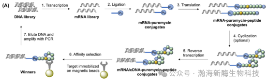 mRNA展示技术：让蛋白与多肽药物筛选走上“高速路”