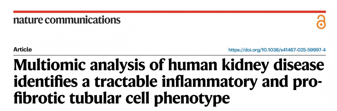 芯空一号快讯 | 为什么肾损伤会变成肾衰？关键细胞被首次锁定！VCAM1⁺/ICAM1⁺炎症型PT细胞揭示纤维化关键机制