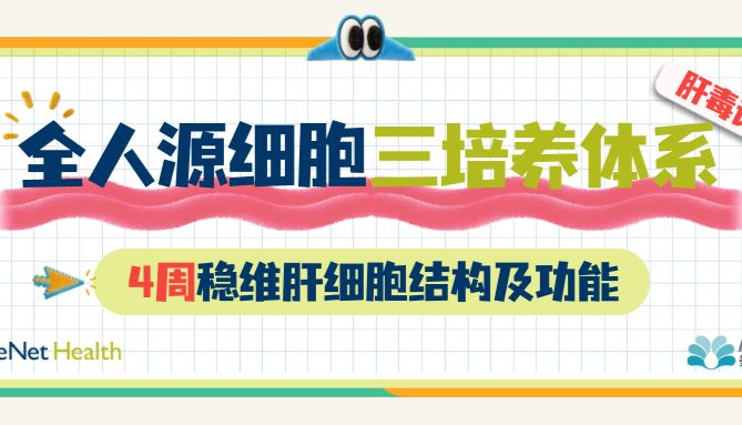 全人源三培养体系｜4周稳维肝细胞结构及功能，肝毒评估新工具