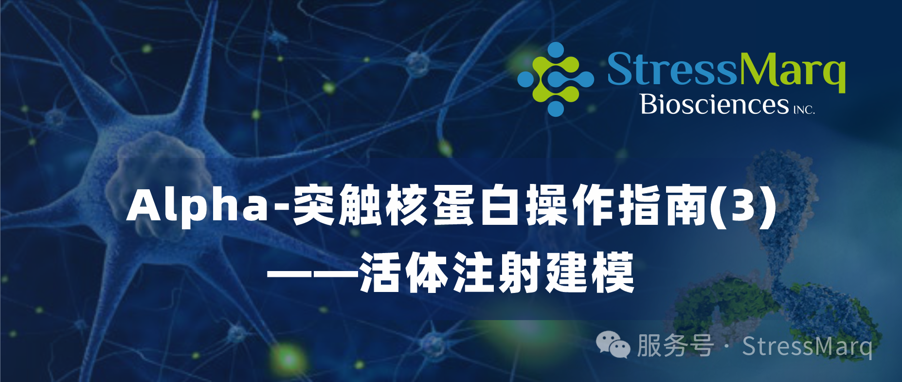 Alpha-突触核蛋白操作指南(3)——活体注射建模
