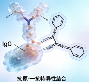 抗体总失活？MDL教你3步选对、4招存稳！