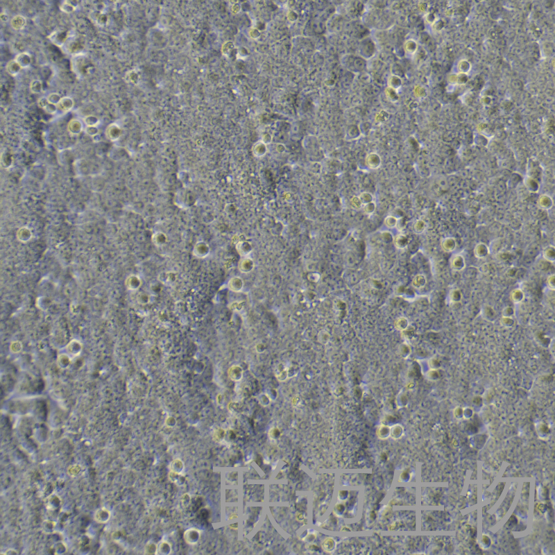联迈生物-hct-116细胞图2.jpg