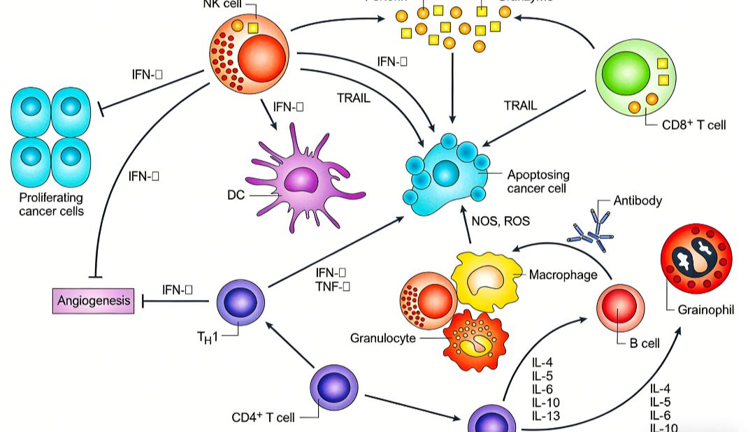 人IL2RA蛋白（CD25）如何成为免疫治疗的双面靶点？