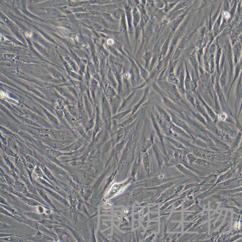 康朗生物-hff-1细胞图3.jpg