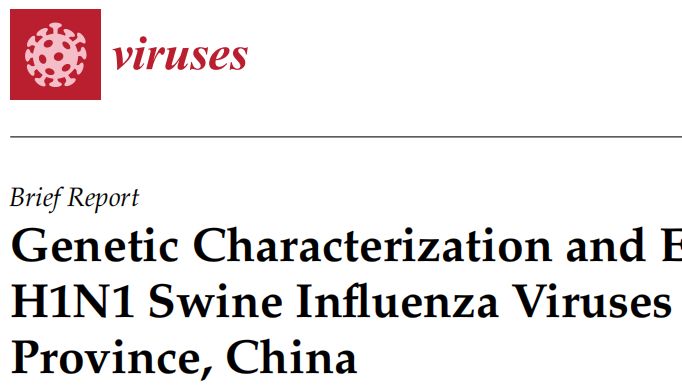 MDPI | 山东猪群发现新型H1N1猪流感病毒：跨物种传播风险与进化特征解析！