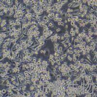 LA795（小鼠肺腺癌细胞） 