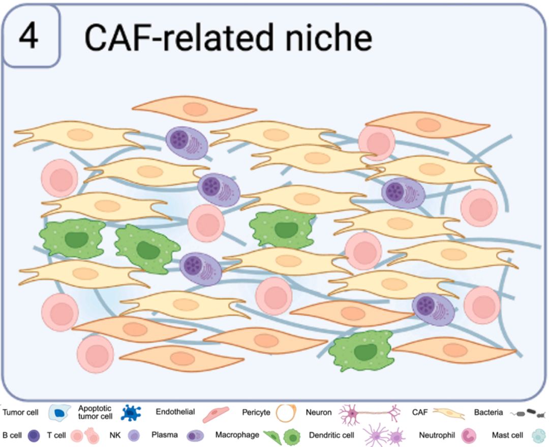 肿瘤微环境功能生态位图谱：空间结构与免疫格局（二）