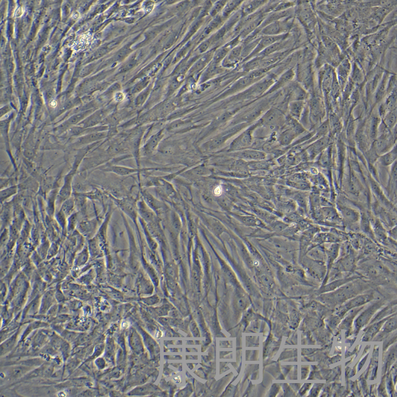 康朗生物-hff-1细胞图2.jpg