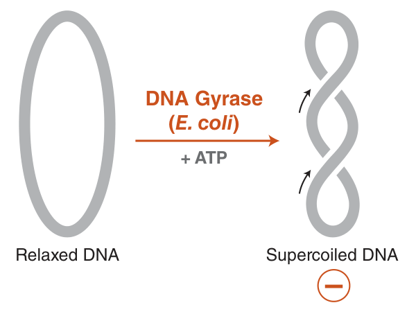 你的 DNA 够“卷”吗？：NEB 新品助您掌控超螺旋，拿捏科研松弛感