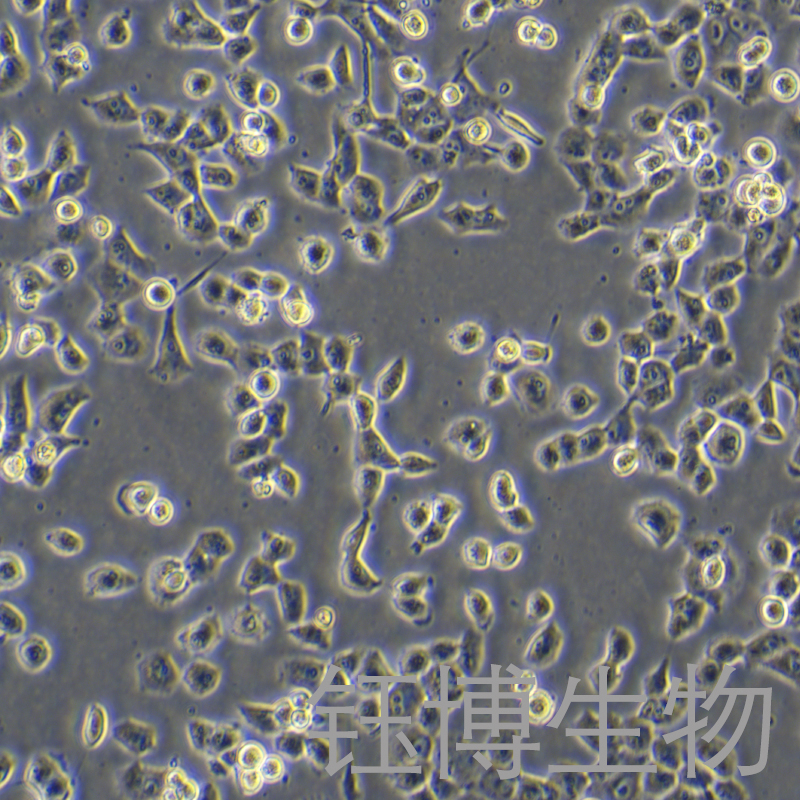 钰博生物-panc-1细胞图4.jpg