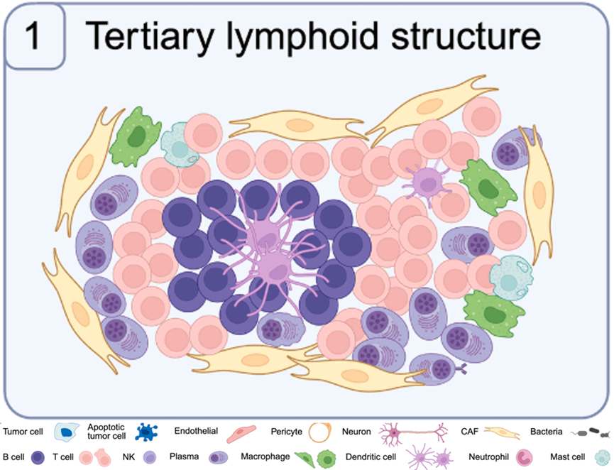 肿瘤微环境功能生态位图谱：空间结构与免疫格局（一）