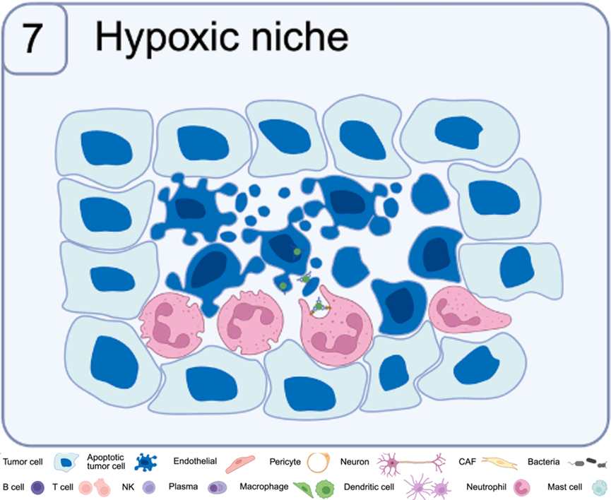 肿瘤微环境功能生态位图谱：空间结构与免疫格局（三）