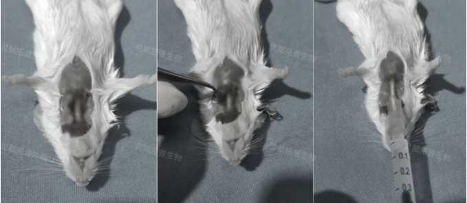 轻松获取小鼠鼻腔/肺泡灌洗液，NLF和BALF实操流程全拆解！