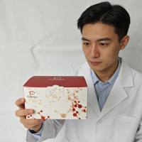 γ-谷氨酰半胱氨酸连接酶（glutamate cysteine ligase，GCL）试剂盒