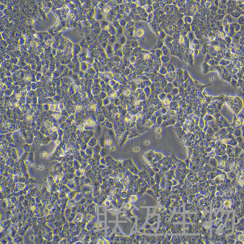 联迈生物-hct-116细胞图1.jpg