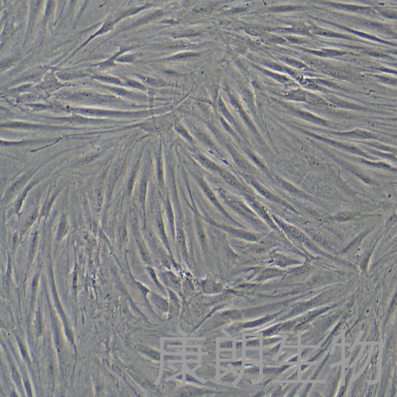 康朗生物-hff-1细胞图4.jpg