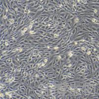 bEnd.3 [BEND3]（小鼠脑微血管内皮细胞）