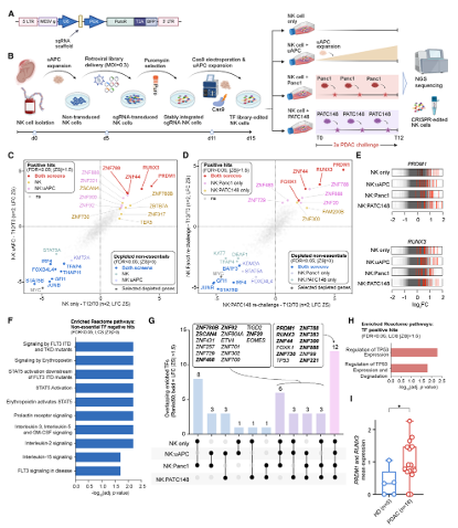 全基因组 CRISPR 筛选鉴定增强 CAR-NK 细胞抗肿瘤效能的关键靶点
