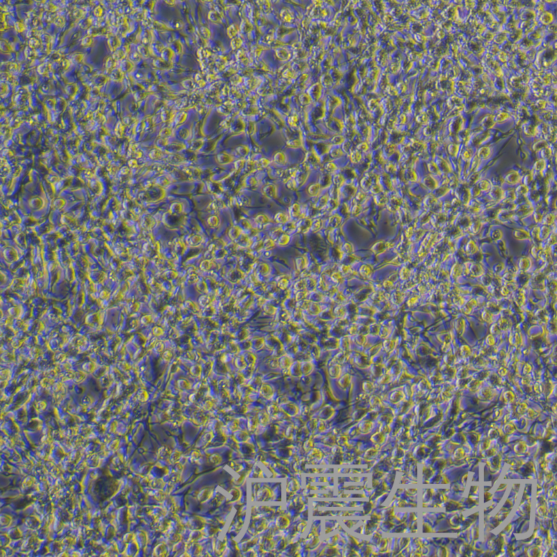 沪震生物-ct-26细胞图1.jpg