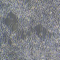 RS1（大鼠皮肤成纤维样细胞）